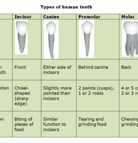 Teeth Functions and the structure