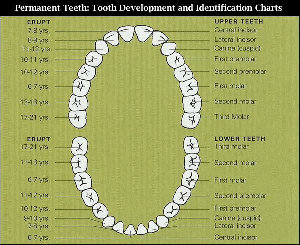 Your Teeth From Birth to Adulthood